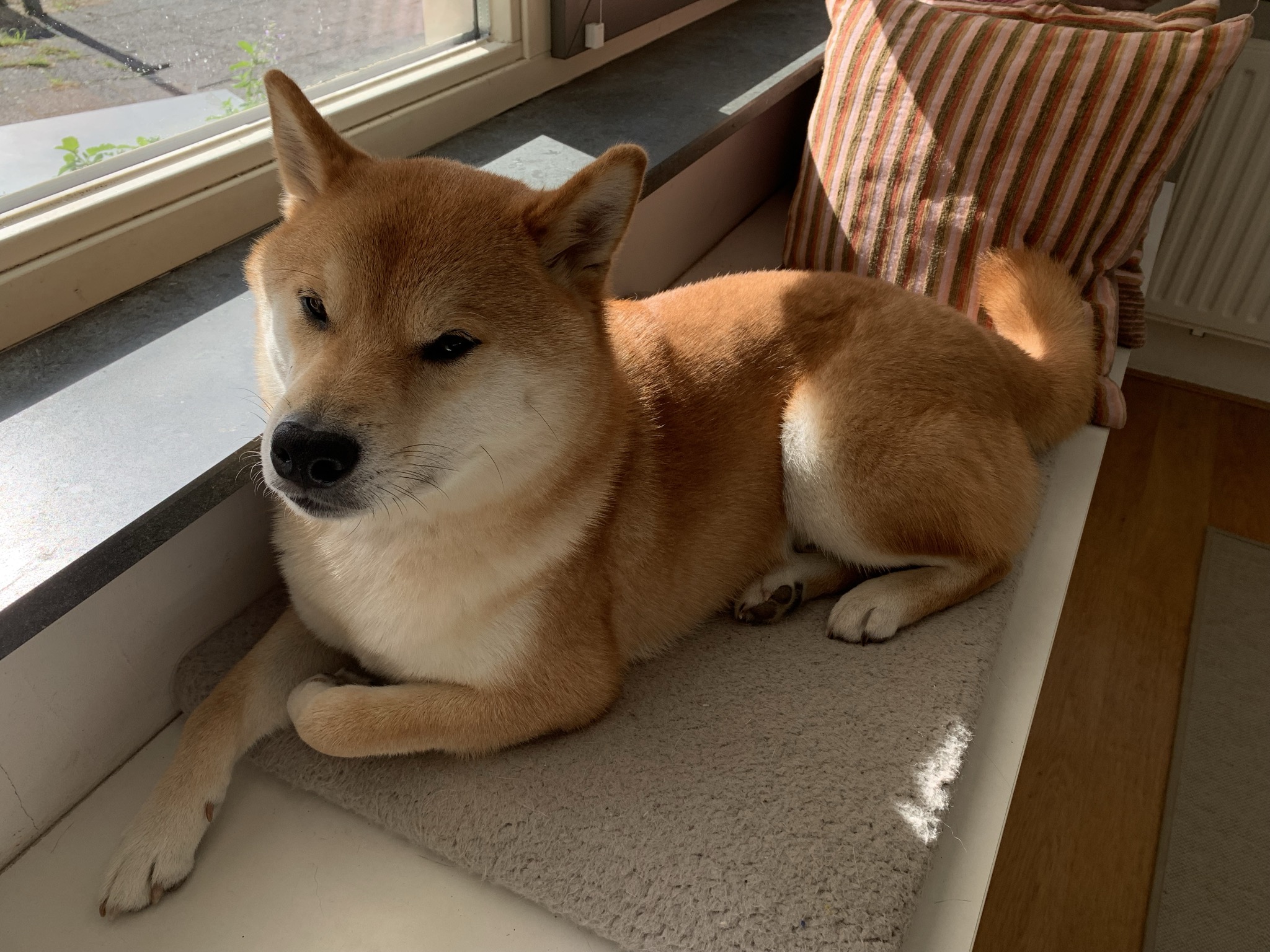 haru scrutinised