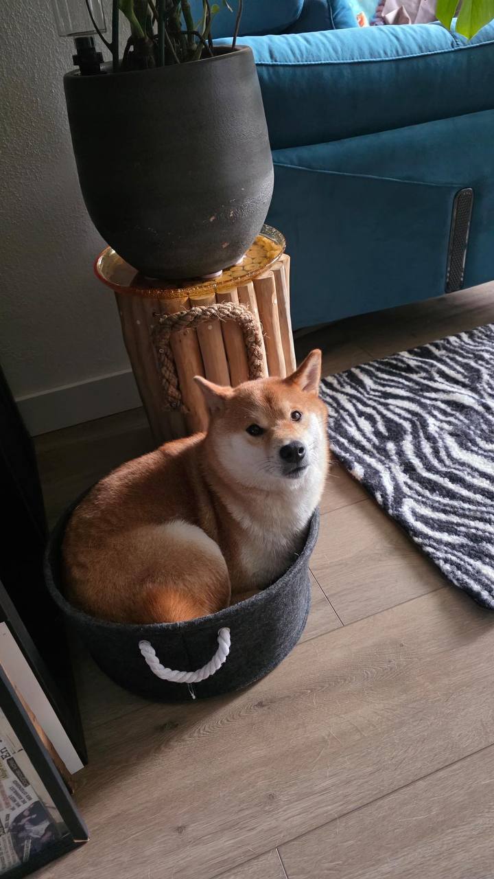 dog in basket